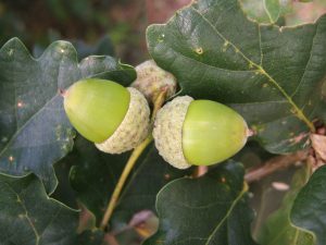 Acorns (222934362)